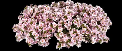 Versa™ Appleblossom Bacopa