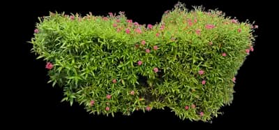 Butterfly™ Deep Pink Pentas