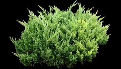 Good Vibrations® Gold Juniper