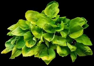 Sum and Substance Hosta