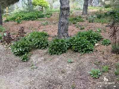 Comfrey