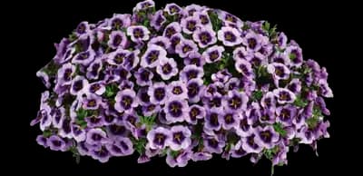 LIA™ Spark Lavender Calibrachoa hybrida