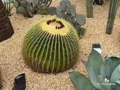 Golden Barrel Cactus