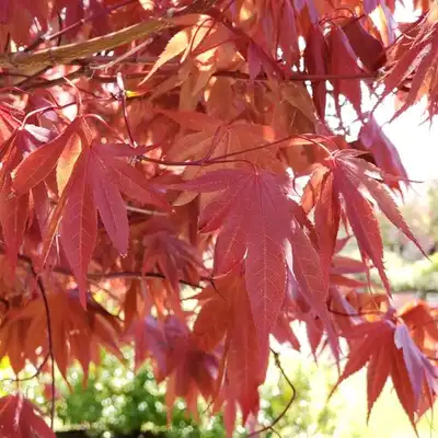 Samurai Sword™ Japanese Maple