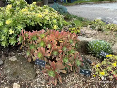Leucoblepharum aeonium