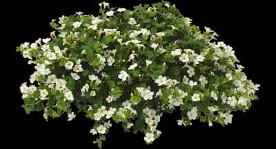 White Ripple ivy