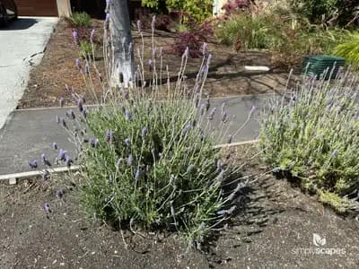 French Lavender