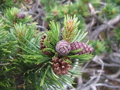 Mugo Pine