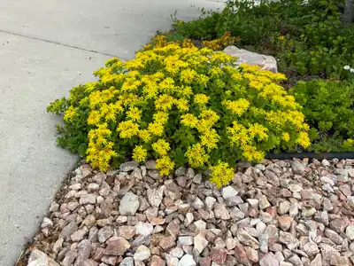 Aizoon Stonecrop