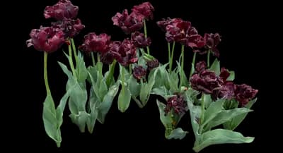 Tulip 'Palmyra Double Early'