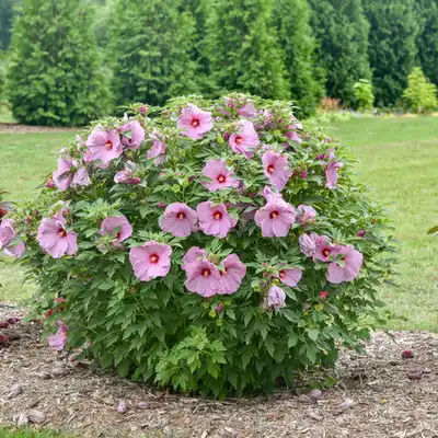 Summerific® Lilac Crush™ Rose Mallow