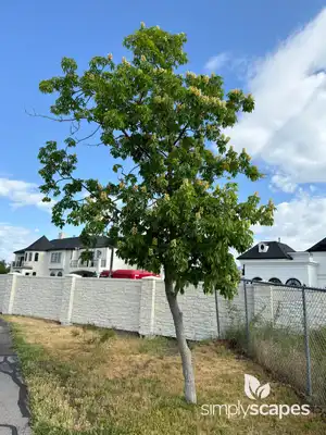 Buckeye Tree