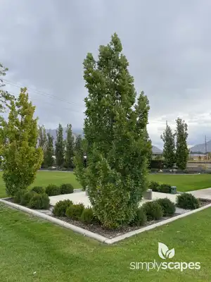 English Oak