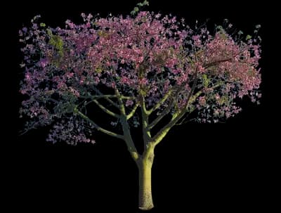 Pink Silk Floss Tree