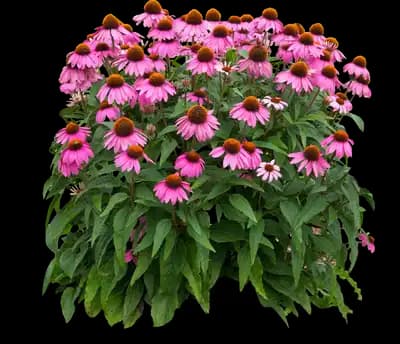 PowWow® Wild Berry Coneflower (Echinacea)