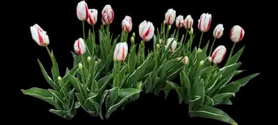 Tulip 'Happy Generation Triumph'