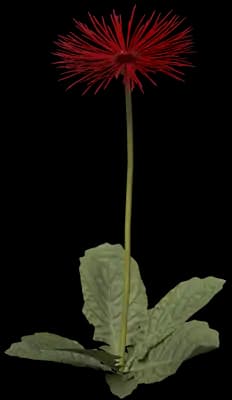Spider Gerbera Daisy