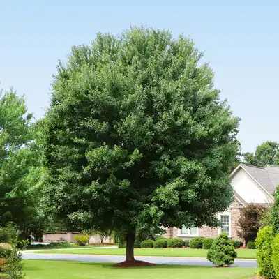 Brandywine Red Maple