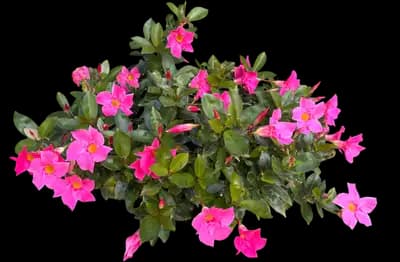 Mandevilla