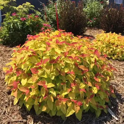 Double Play® Spirea series by Proven Winners