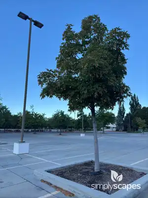 Rocky Mountain Maple