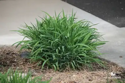 Daylilly
