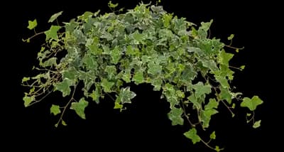 Glacier Ivy