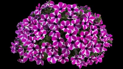 Capella™ Magenta Diamond Petunia hybrida
