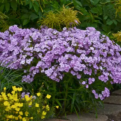 'Opening Act' Blush' Phlox