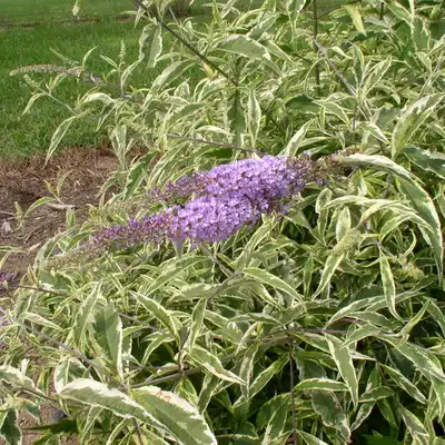 Summer Skies' Butterfly Bush