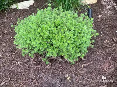 Shrubby cinquefoil