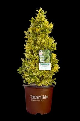 Ilex Golden Oakland®