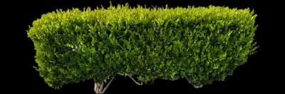 Waxleaf Privet Hedge