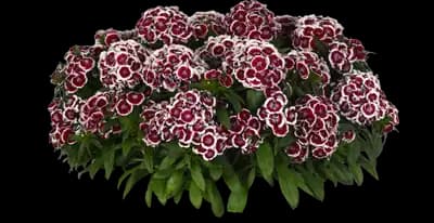 Dart Red White Picotee dianthus