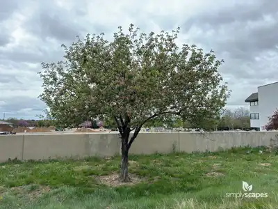 Prairie Crabapple Tree