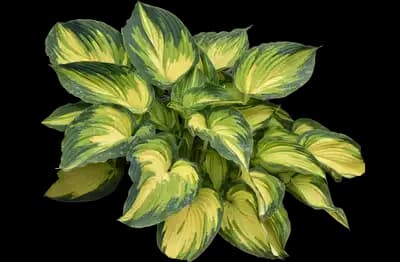My Fair Lady hosta