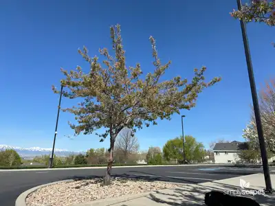 Saskatoon Serviceberry Tree
