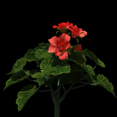 Regal Geranium