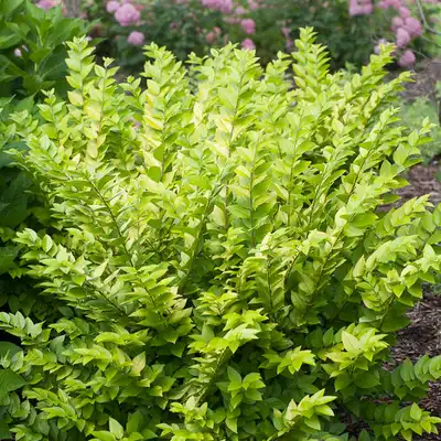 Golden Ticket® Privet