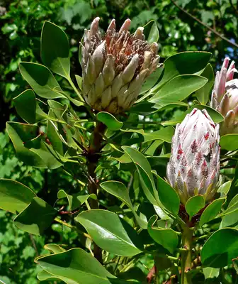 King Protea