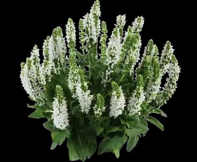 Apex™ White Salvia nemorosa
