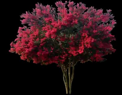 Dynamite Crape Myrtle