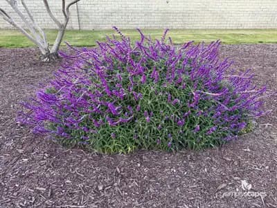 Mexican Bush Sage