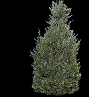 Little Ollie® Dwarf Olive Tree