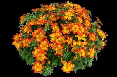 Blazing Flames™ Bidens ferulifolia