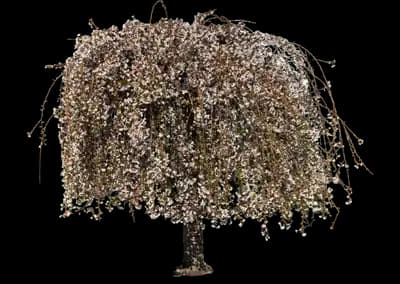 Snow Fountains® Weeping Cherry Tree