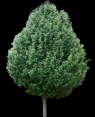 Cleveland Pear Tree