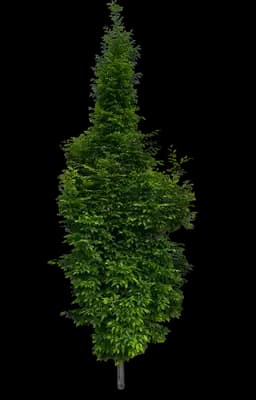 Rising Fire® Columnar American Hornbeam