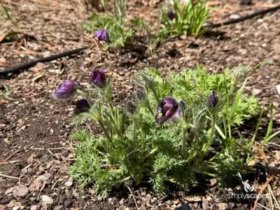 Pasque Flower