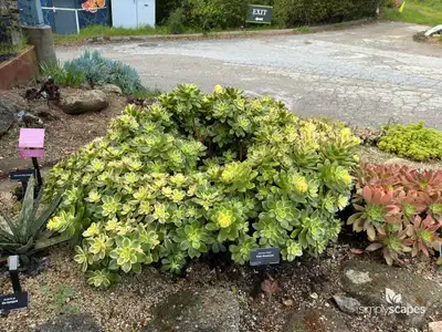 Kiwi aeonium